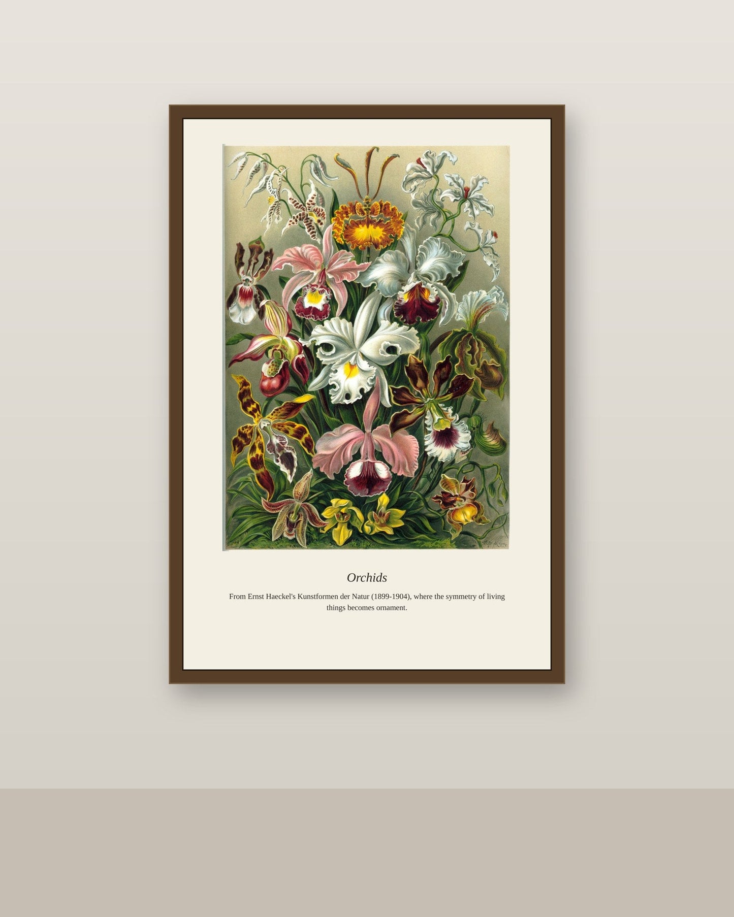 Orchids antique natural history print shown framed on a wall in a styled room