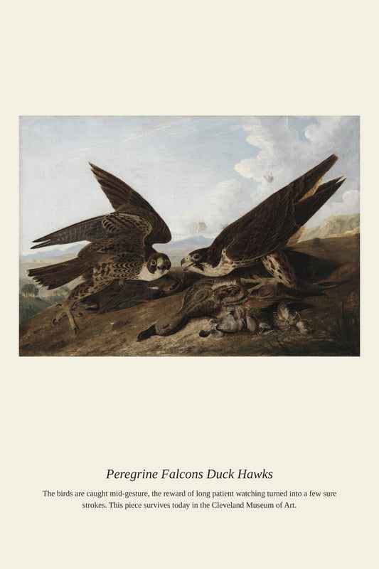 Peregrine Falcons Duck Hawks - Antique Natural History Print