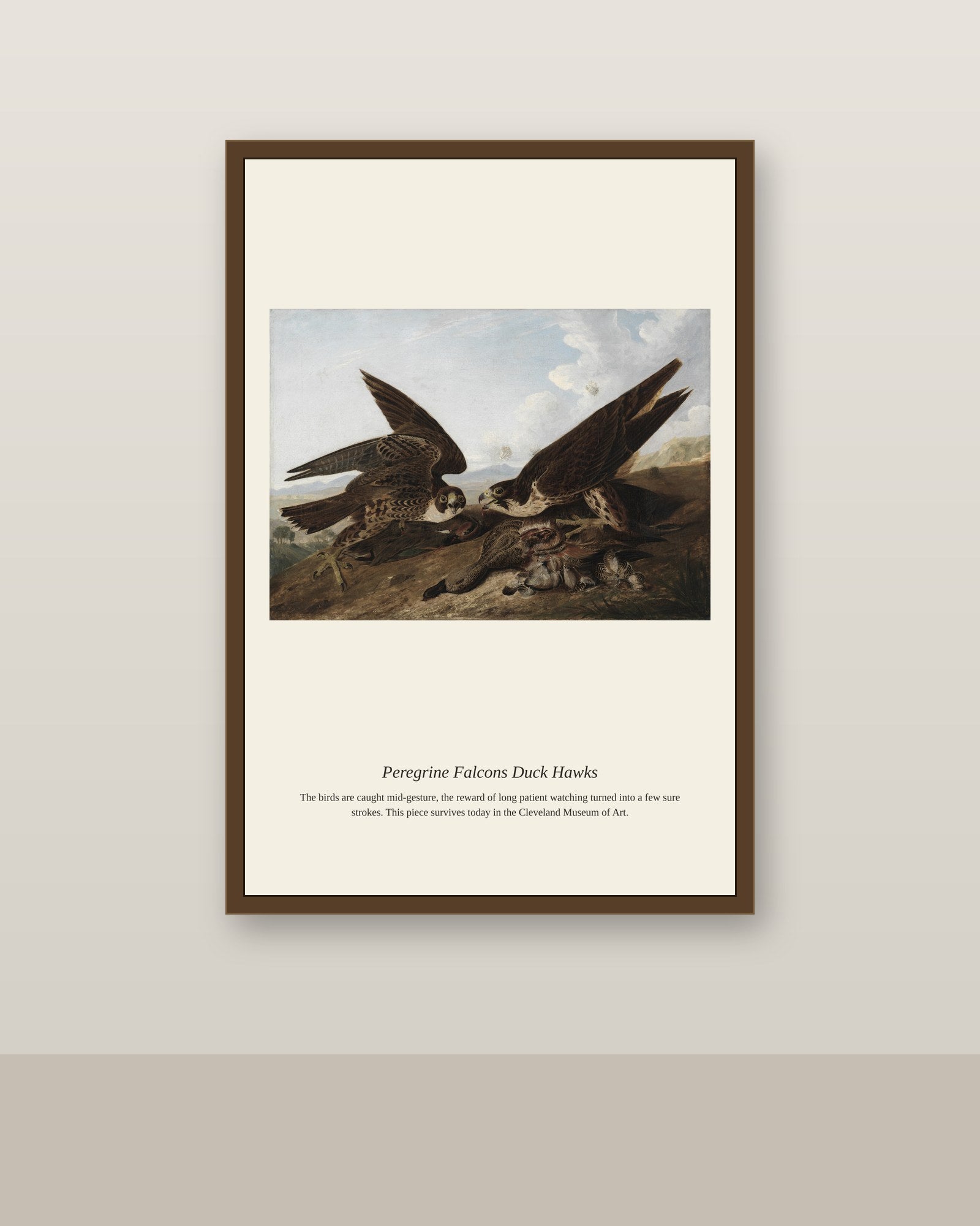 Peregrine Falcons Duck Hawks antique natural history print shown framed on a wall in a styled room