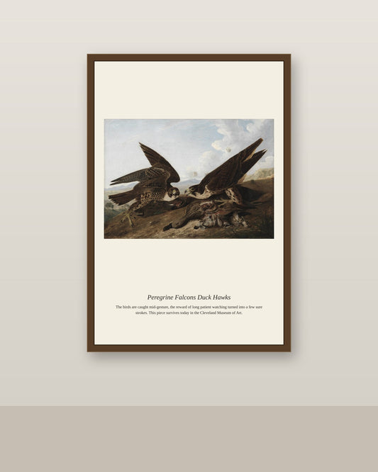 Peregrine Falcons Duck Hawks antique natural history print shown framed on a wall in a styled room