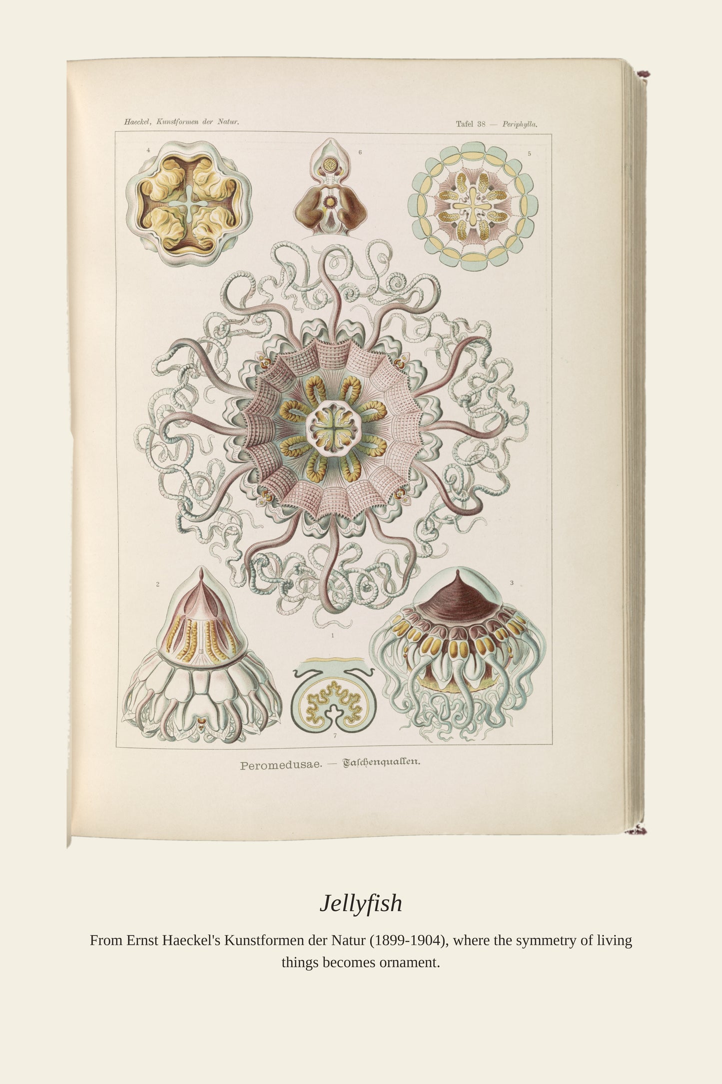 Peromedusae Jellyfish - Antique Natural History Print