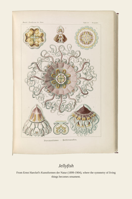 Peromedusae Jellyfish - Antique Natural History Print
