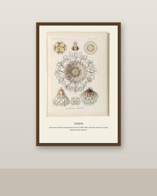 Peromedusae Jellyfish antique natural history print shown framed on a wall in a styled room