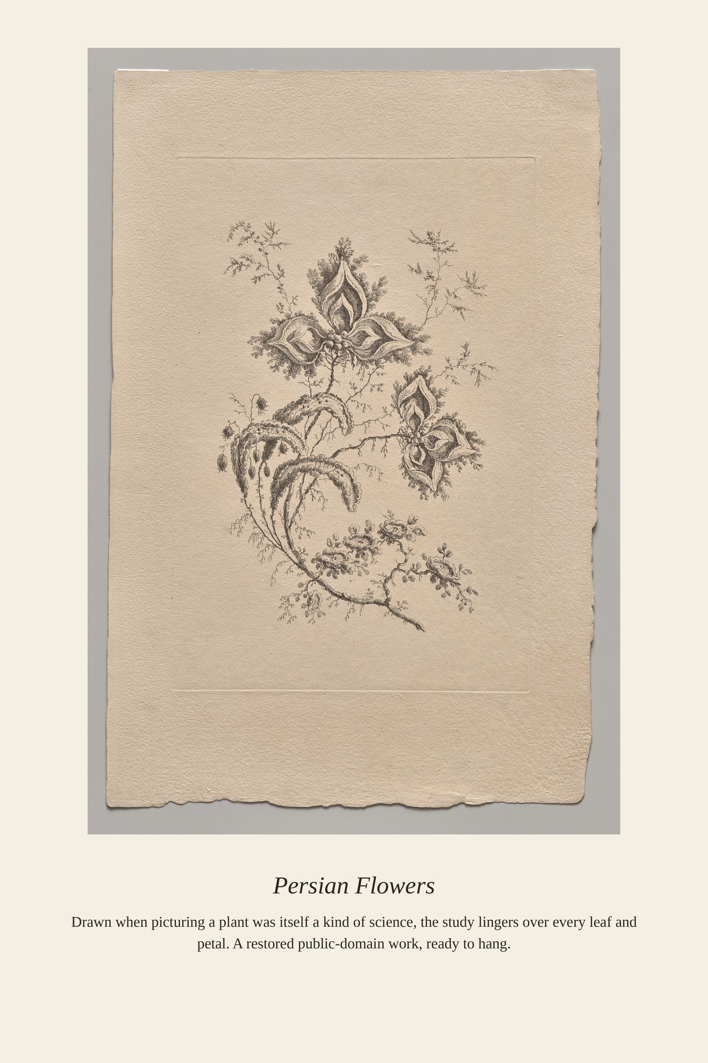 Persian Flowers (2) - Antique Botanical Print