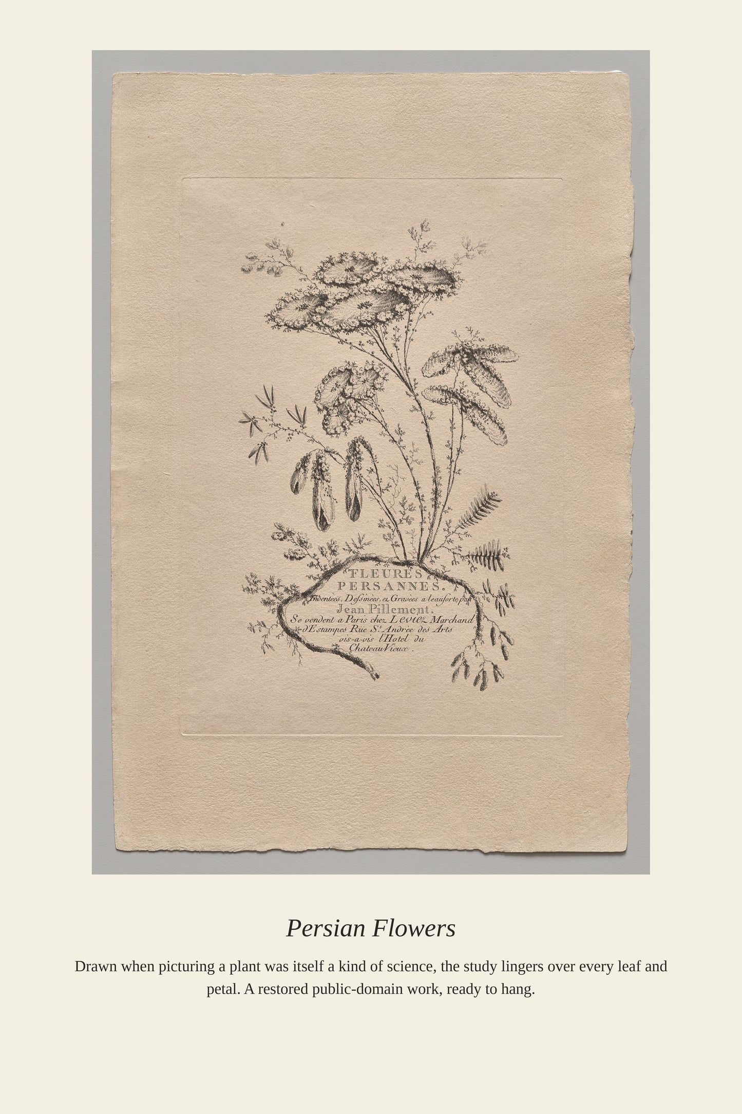 Persian Flowers (3) - Antique Botanical Print