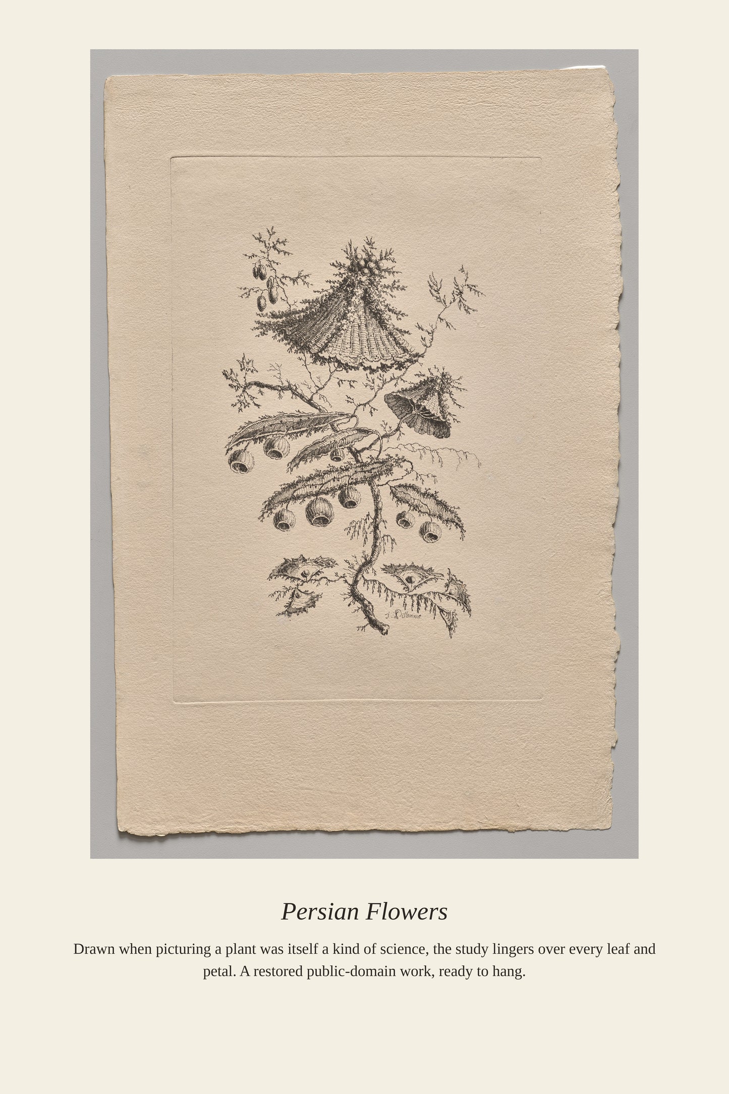 Persian Flowers (4) - Antique Botanical Print