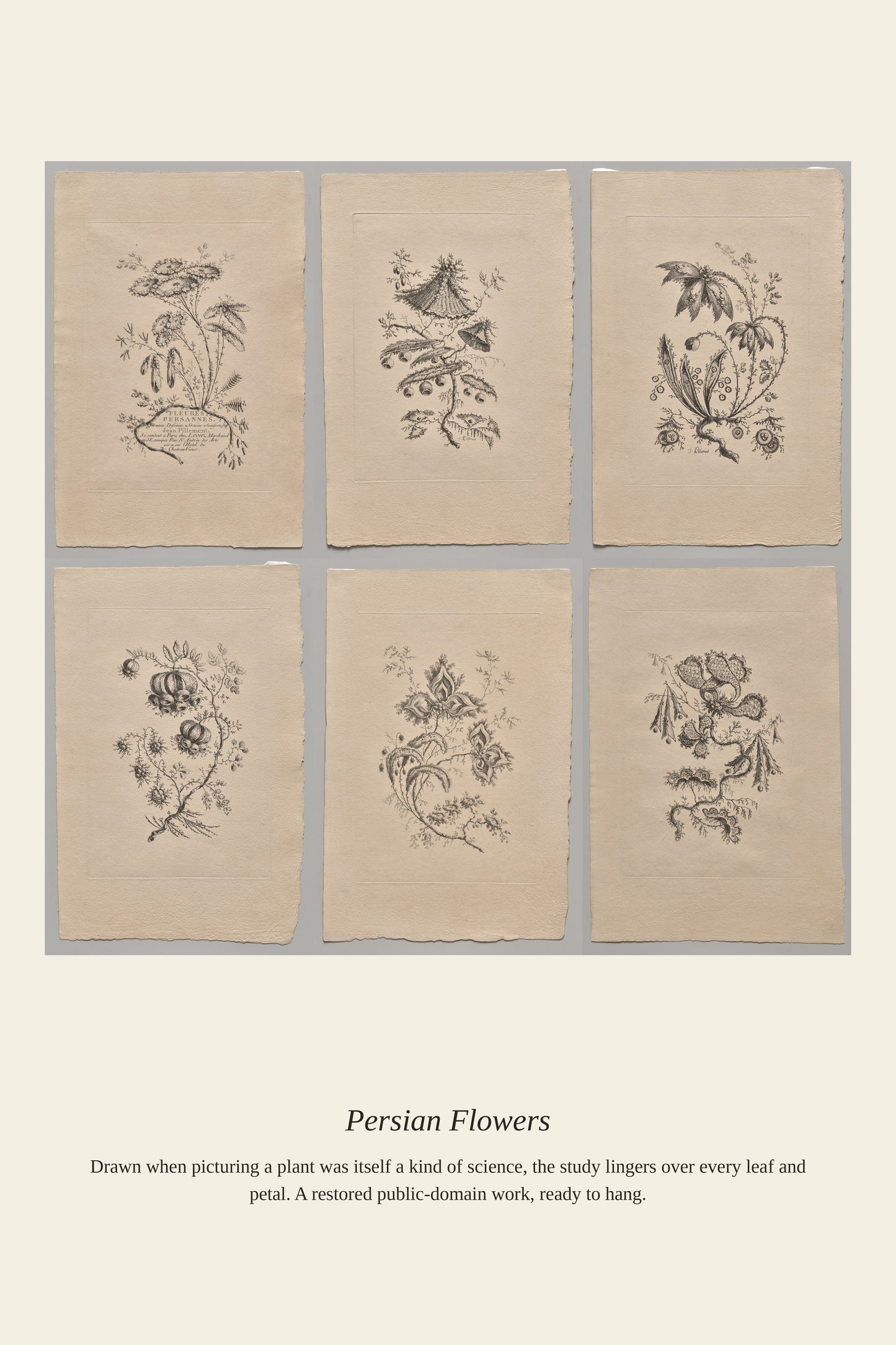 Persian Flowers (5) - Antique Botanical Print