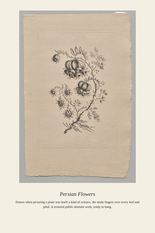 Persian Flowers (6) - Antique Botanical Print