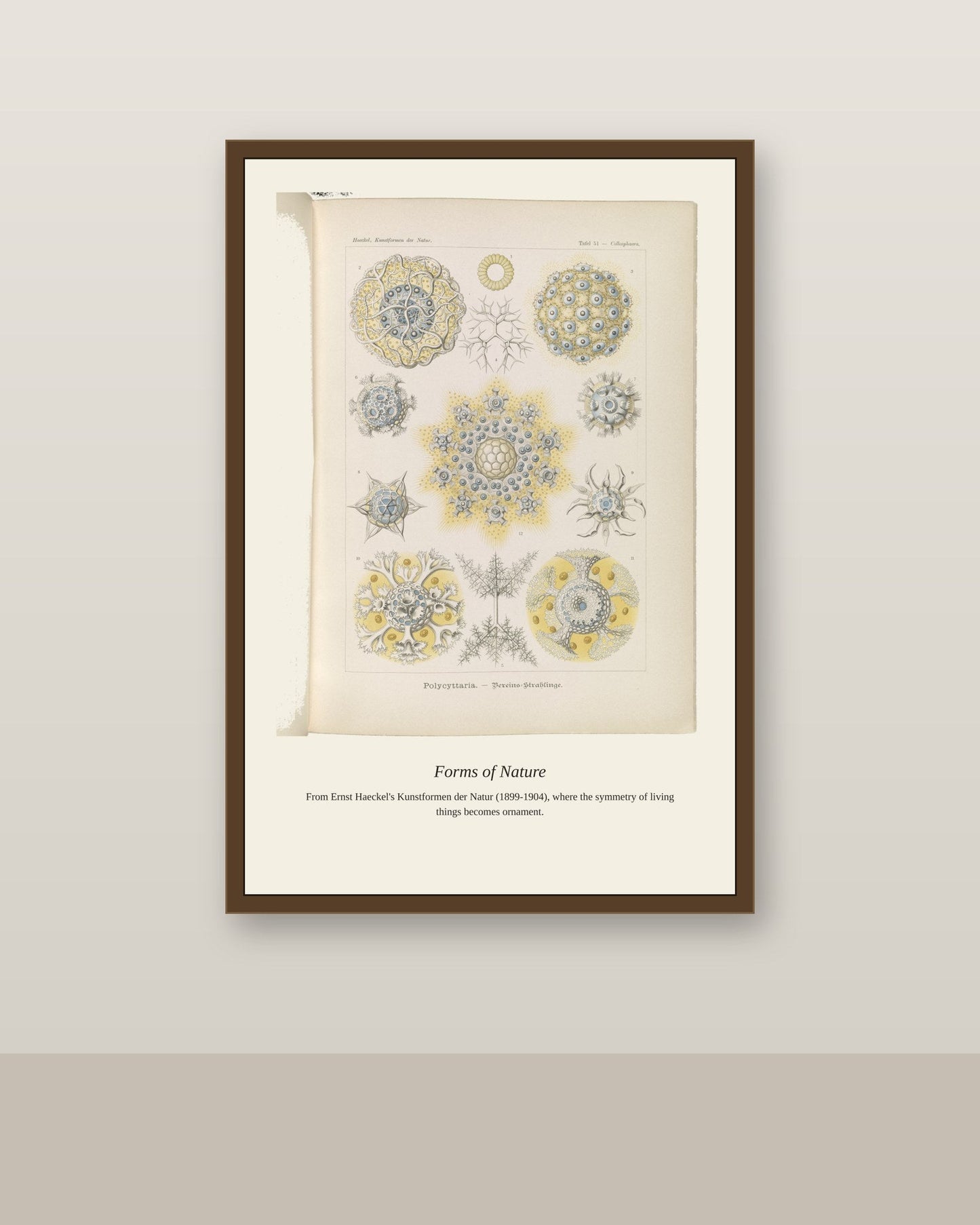 Polycyttaria. Vereins Strahlinge antique art print shown framed on a wall in a styled room
