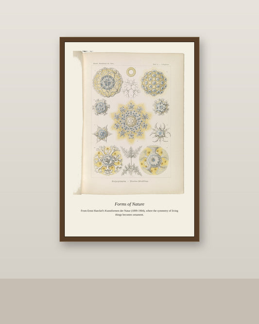 Polycyttaria. Vereins Strahlinge antique art print shown framed on a wall in a styled room