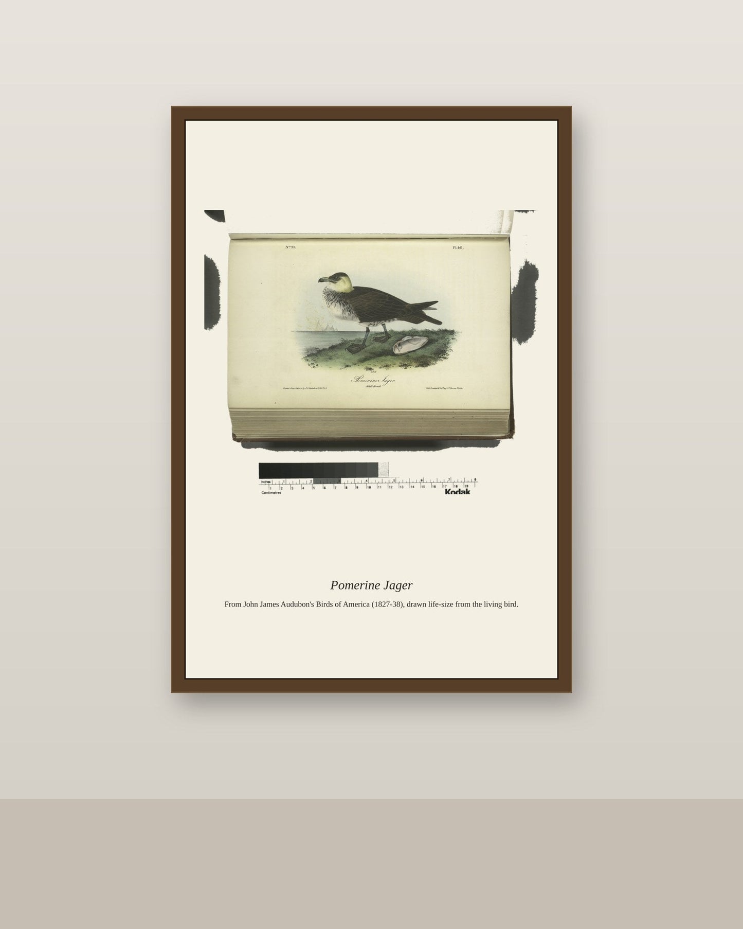 Pomerine Jager. Adult Female antique bird print shown framed on a wall in a styled room