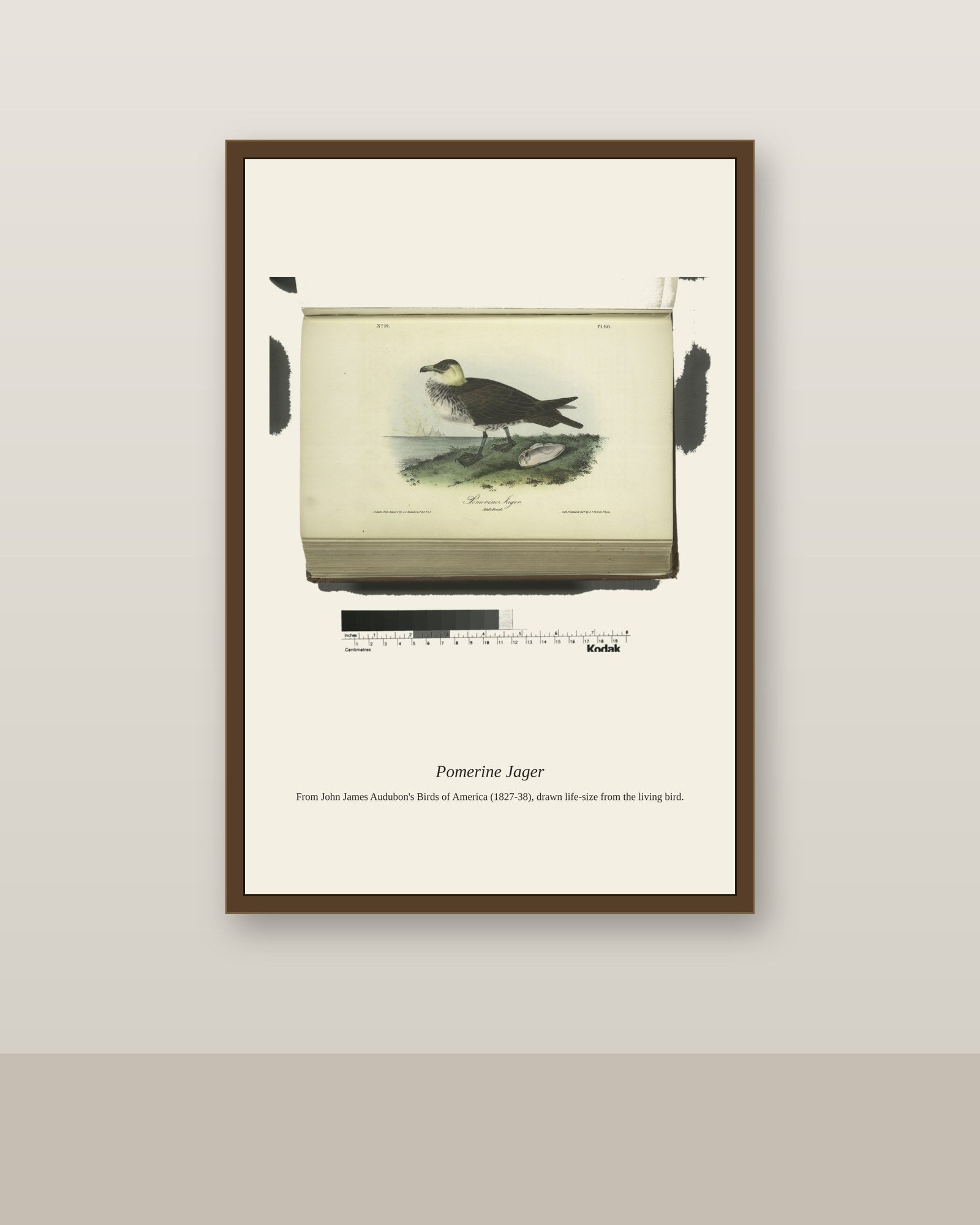 Pomerine Jager. Adult Female antique bird print shown framed on a wall in a styled room