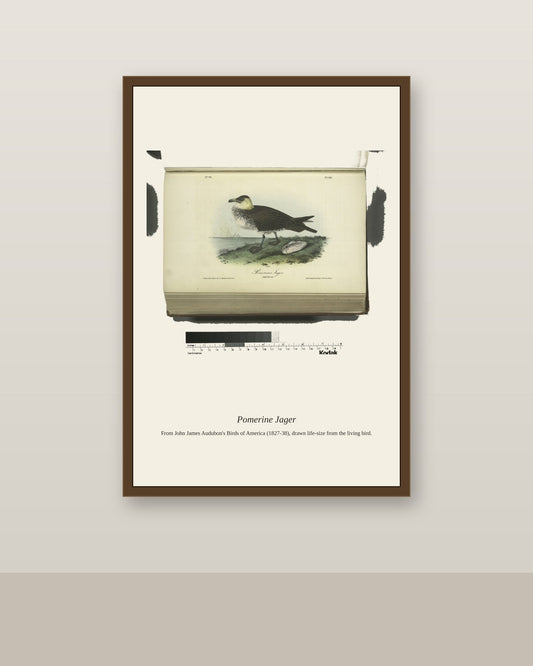 Pomerine Jager. Adult Female antique bird print shown framed on a wall in a styled room