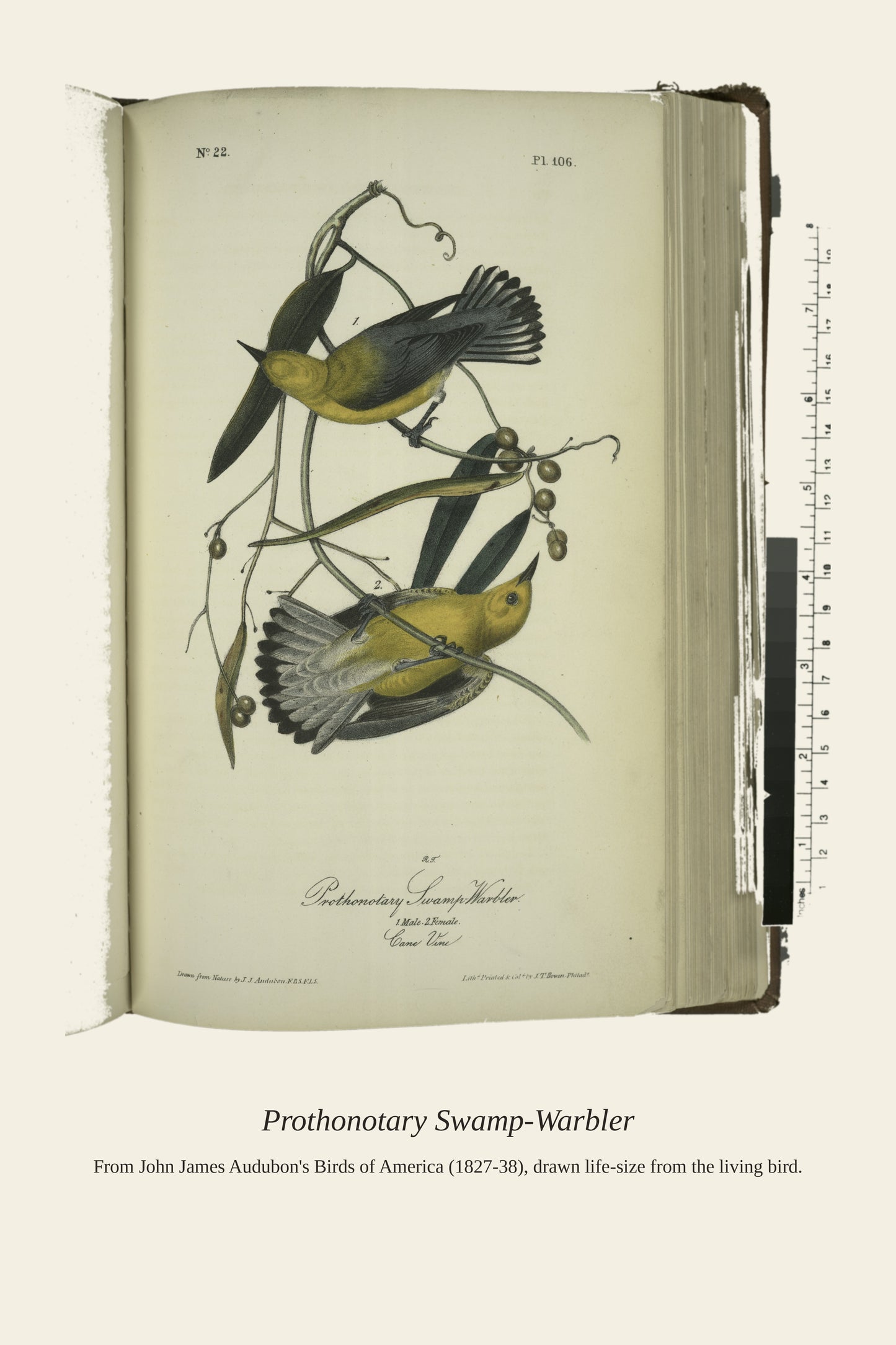 Prothonotary Swamp Warbler. I. Male. II. Female - Antique Bird Print