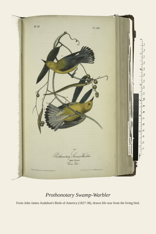Prothonotary Swamp Warbler. I. Male. II. Female - Antique Bird Print