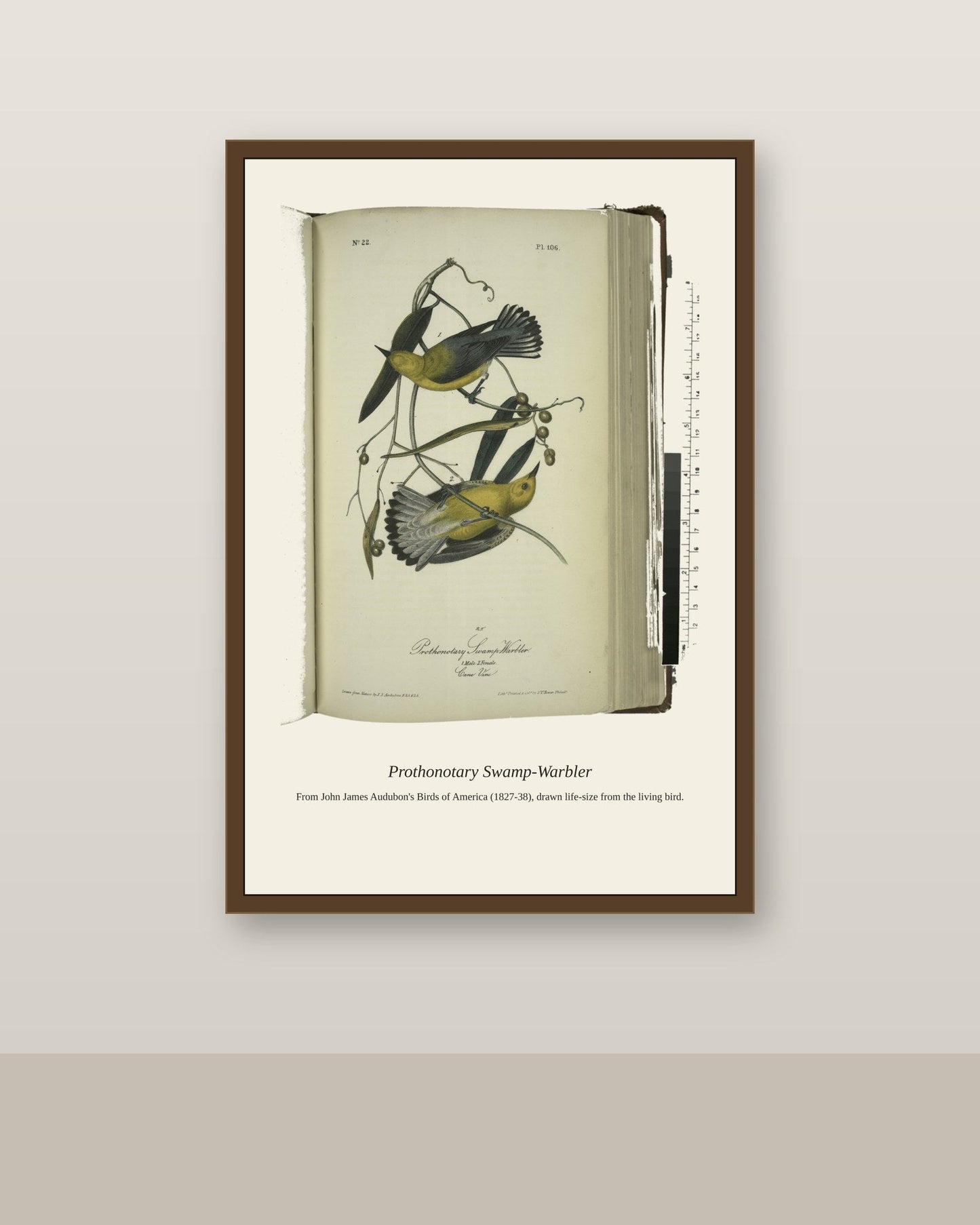 Prothonotary Swamp Warbler. I. Male. II. Female antique bird print shown framed on a wall in a styled room