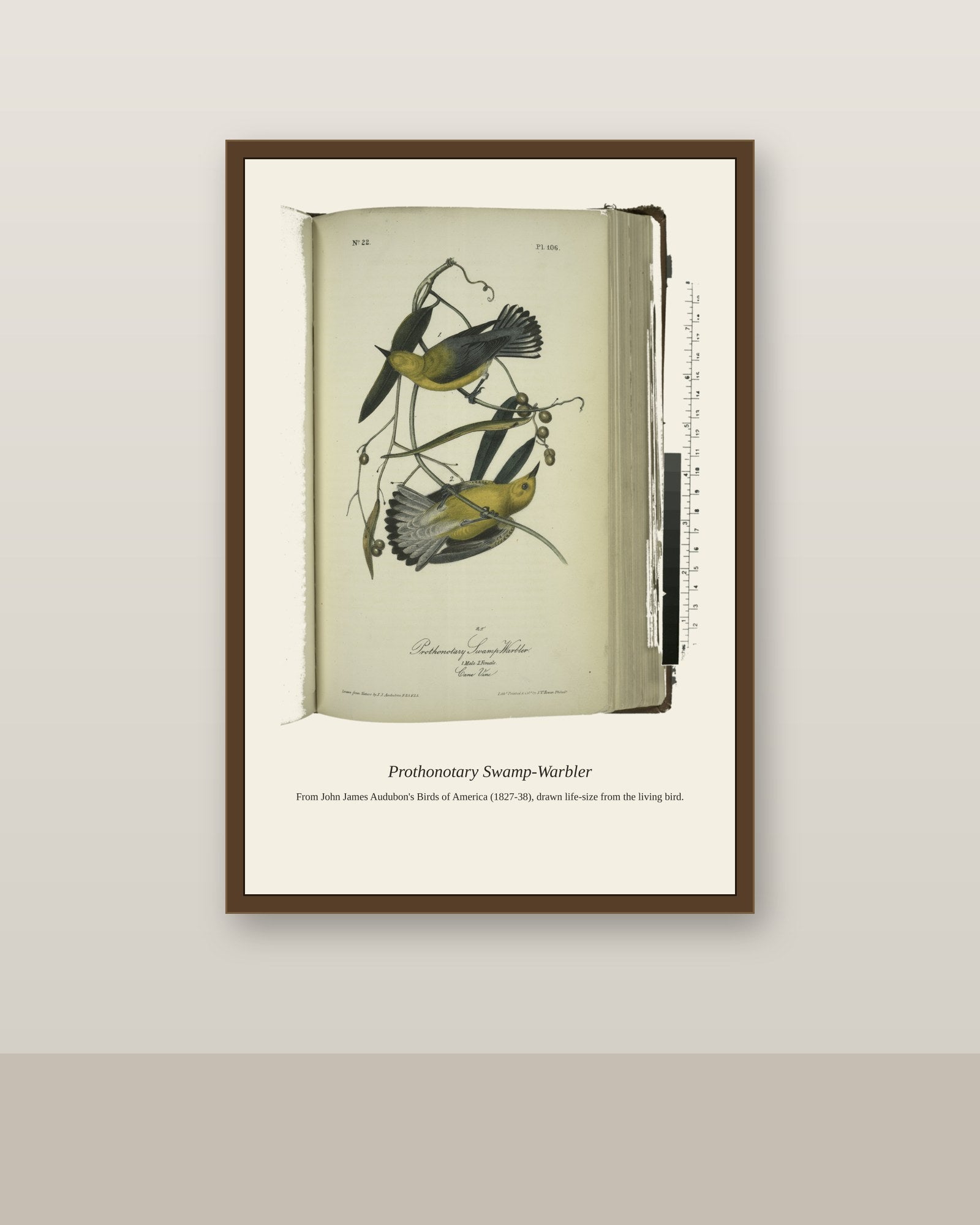 Prothonotary Swamp Warbler. I. Male. II. Female antique bird print shown framed on a wall in a styled room
