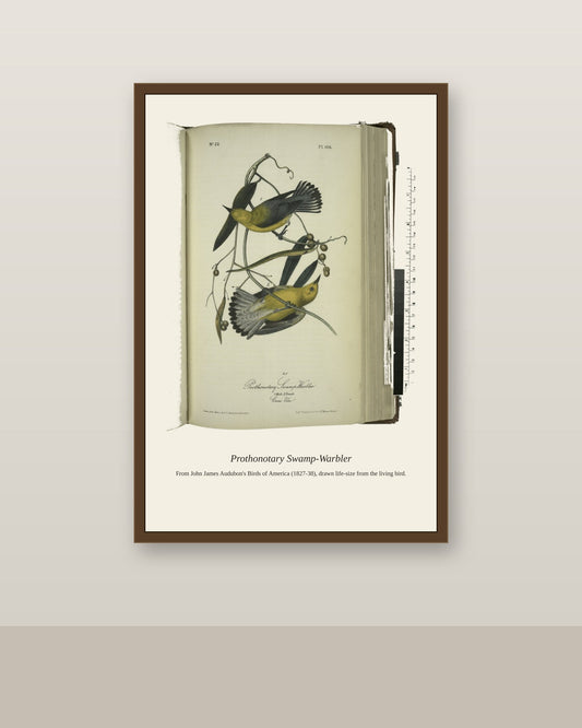 Prothonotary Swamp Warbler. I. Male. II. Female antique bird print shown framed on a wall in a styled room