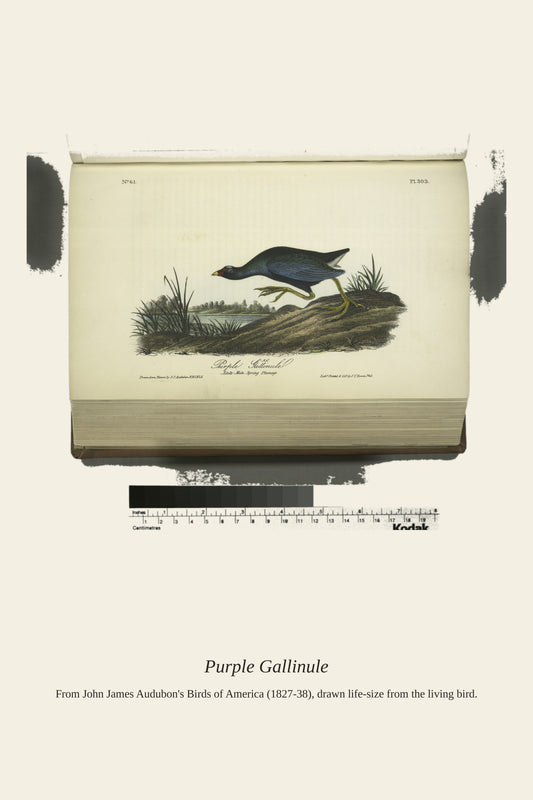 Purple Gallinule. Adult Male, Spring Plumage - Antique Bird Print