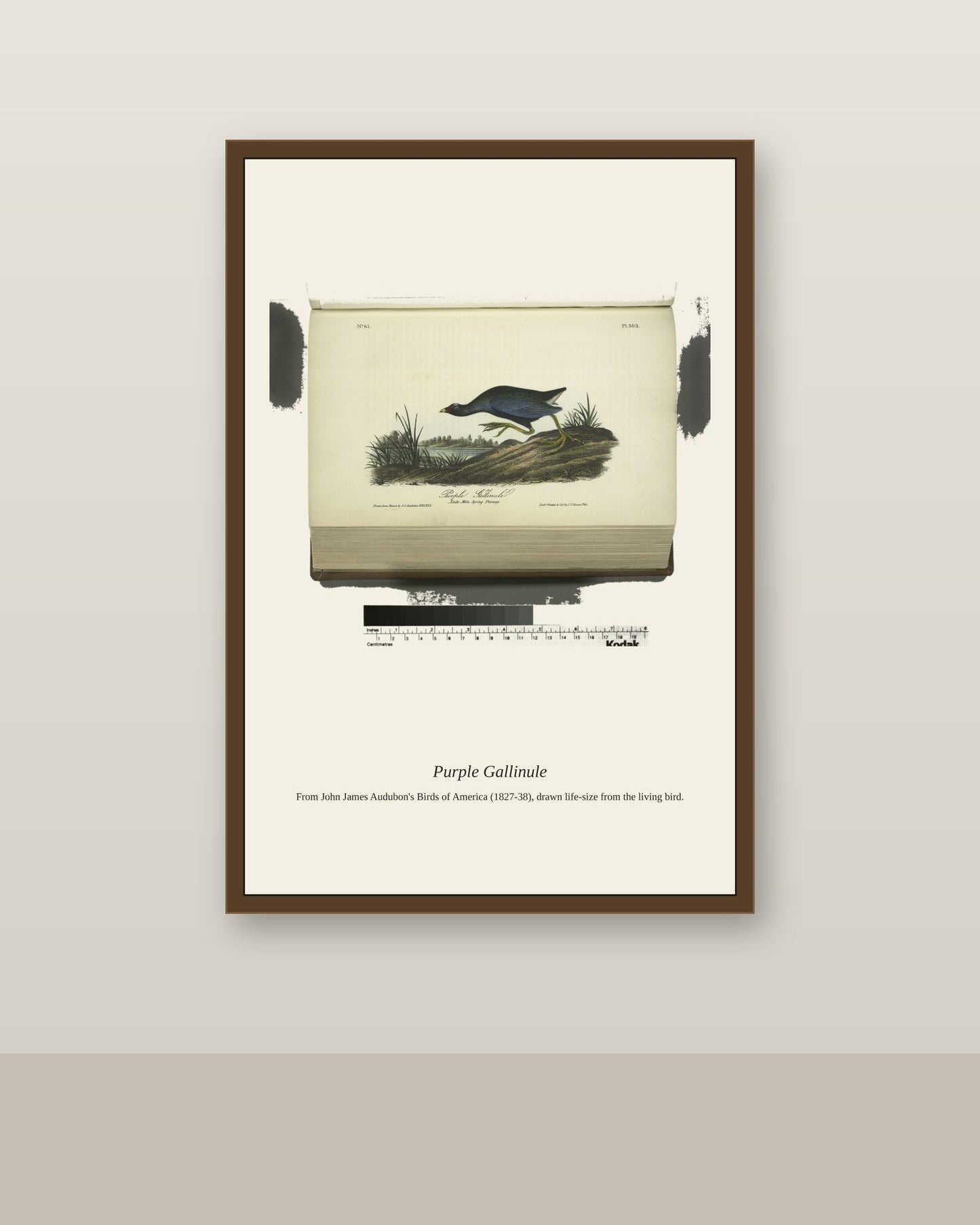 Purple Gallinule. Adult Male, Spring Plumage antique bird print shown framed on a wall in a styled room
