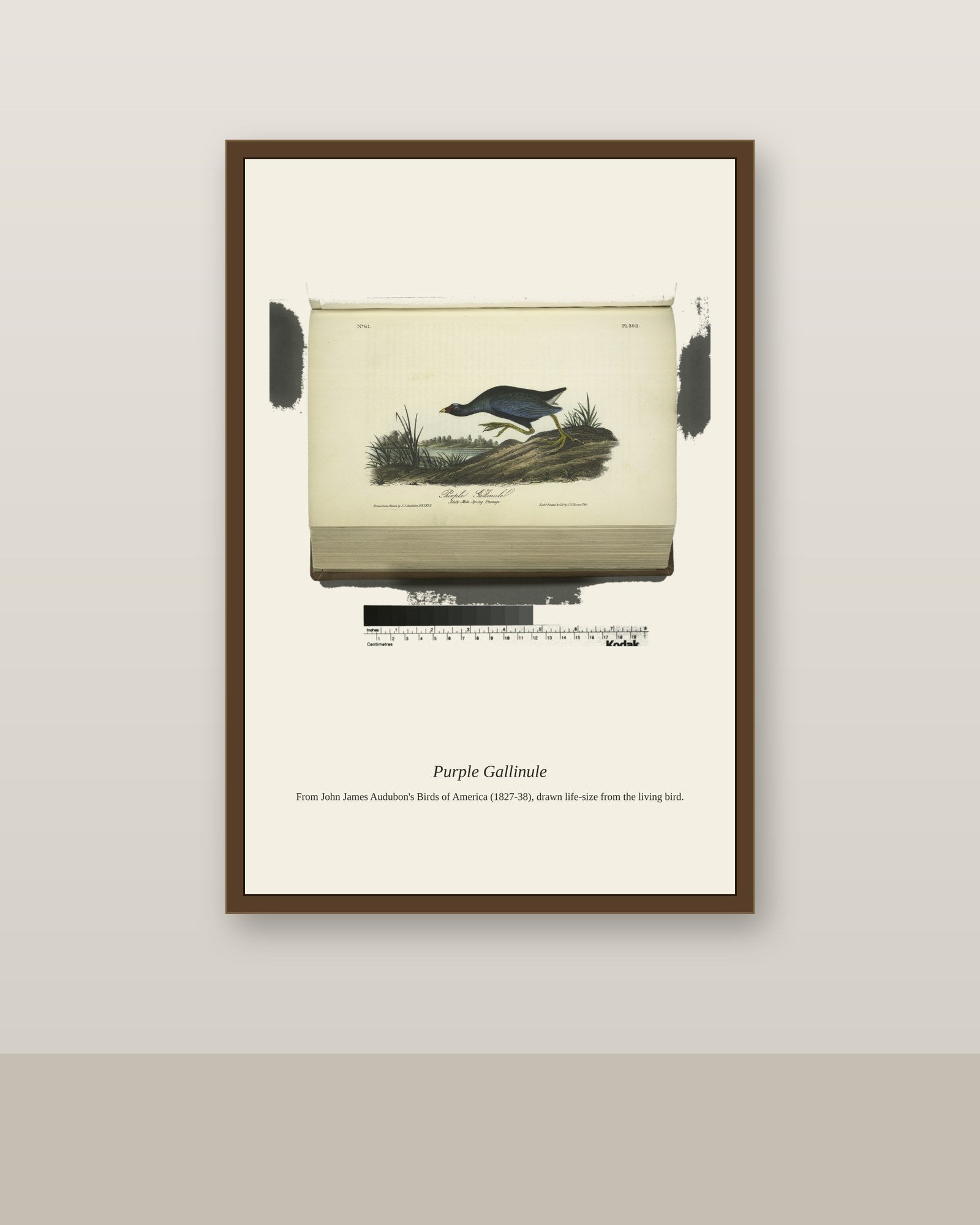 Purple Gallinule. Adult Male, Spring Plumage antique bird print shown framed on a wall in a styled room