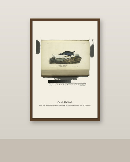 Purple Gallinule. Adult Male, Spring Plumage antique bird print shown framed on a wall in a styled room