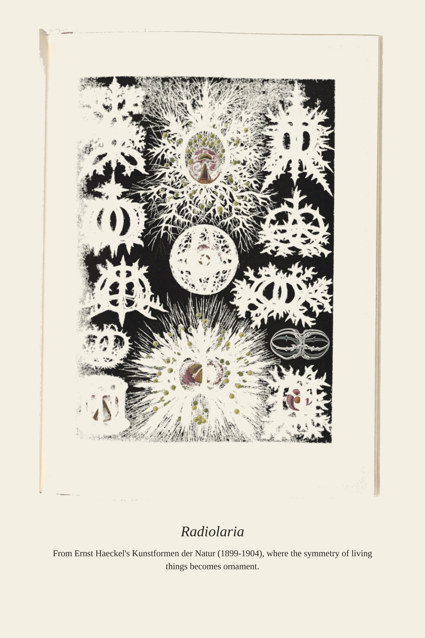 Radiolaria - Antique Art Print