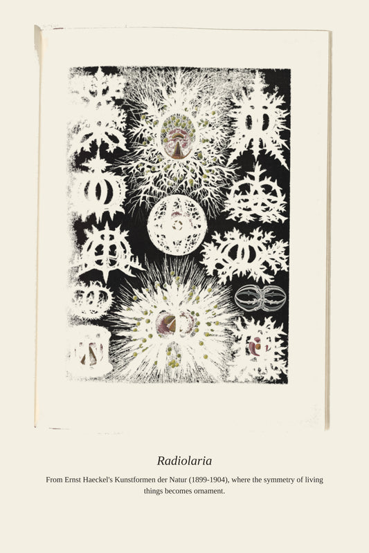 Radiolaria - Antique Art Print