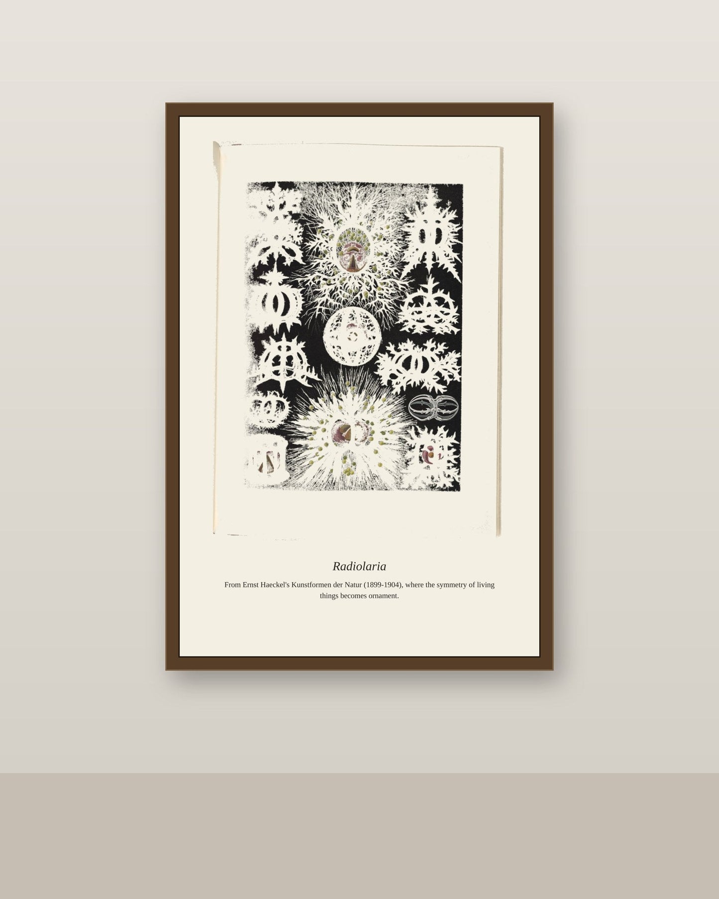 Radiolaria antique art print shown framed on a wall in a styled room