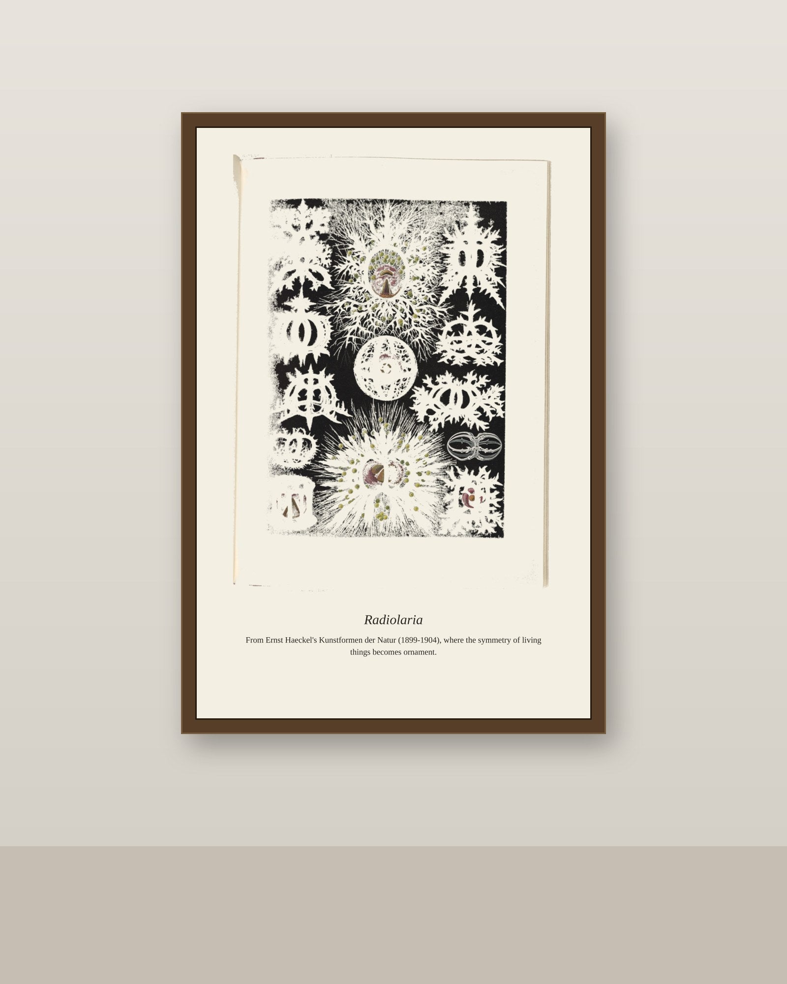 Radiolaria antique art print shown framed on a wall in a styled room