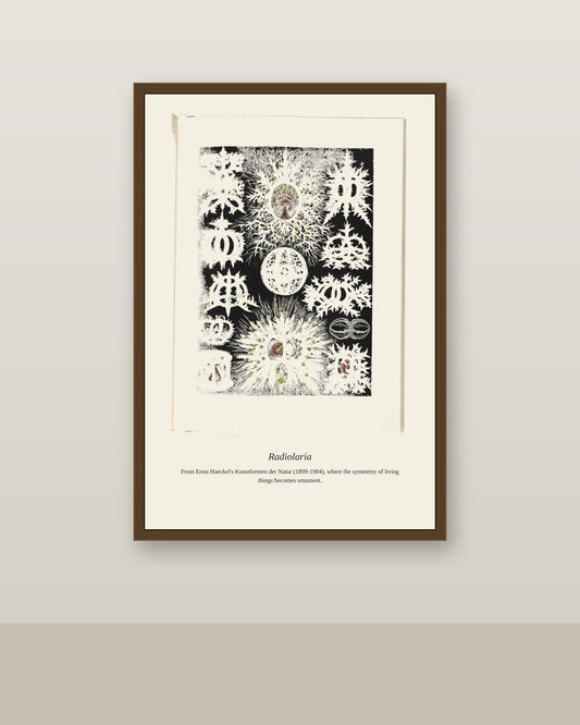 Radiolaria antique art print shown framed on a wall in a styled room