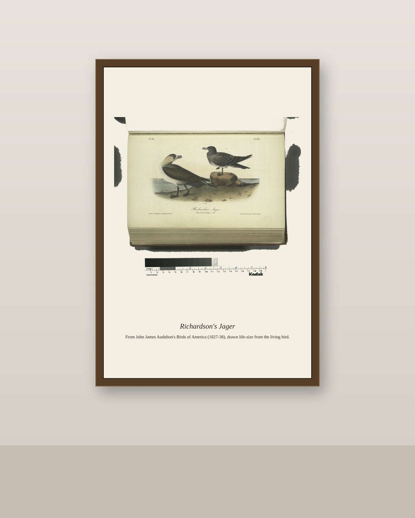 Richardson's Jager. I. Male Adult. II antique bird print shown framed on a wall in a styled room