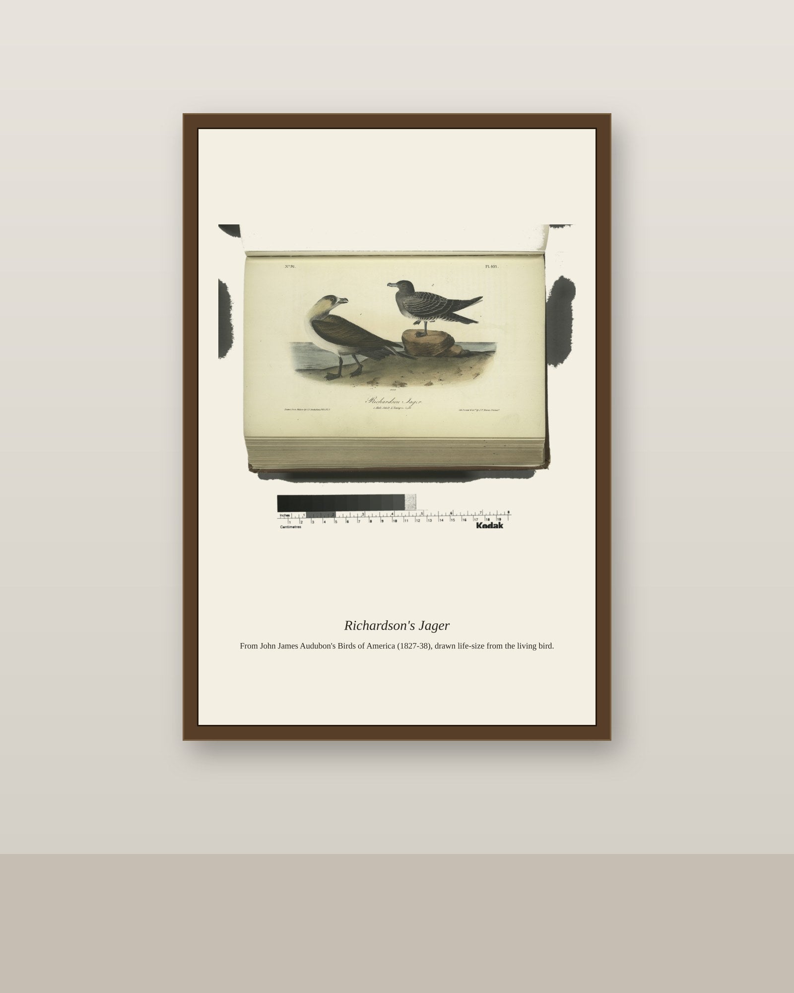 Richardson's Jager. I. Male Adult. II antique bird print shown framed on a wall in a styled room