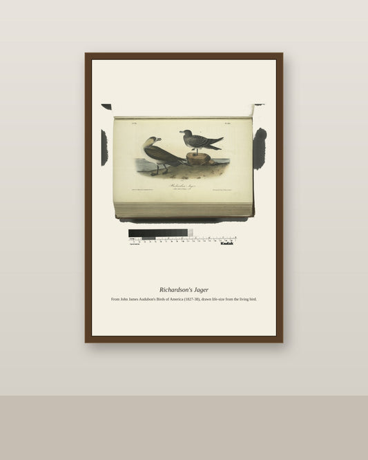 Richardson's Jager. I. Male Adult. II antique bird print shown framed on a wall in a styled room