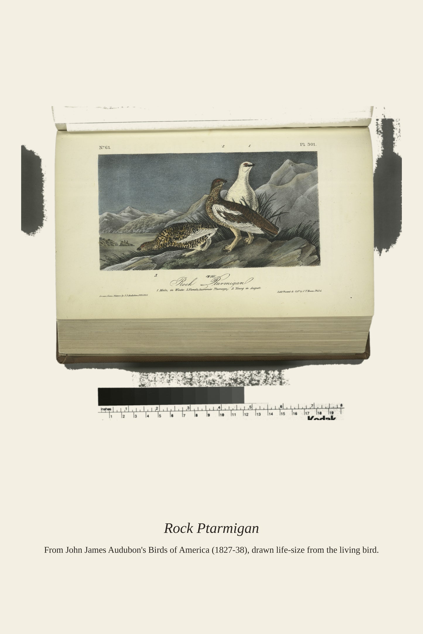 Rock Ptarmigan. I. Male in Winter Plumage. II - Antique Bird Print