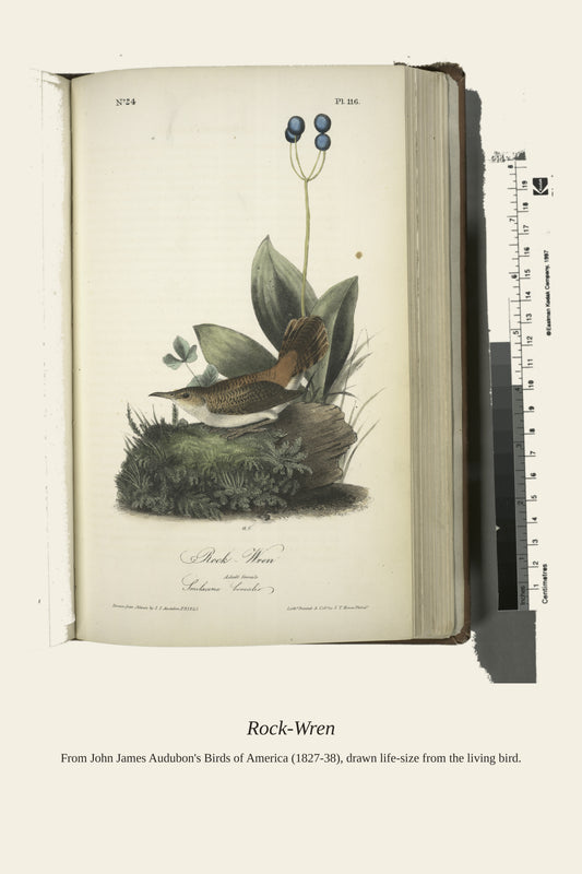 Rock Wren. Adult Female. Smilacina Borealis - Antique Bird Print