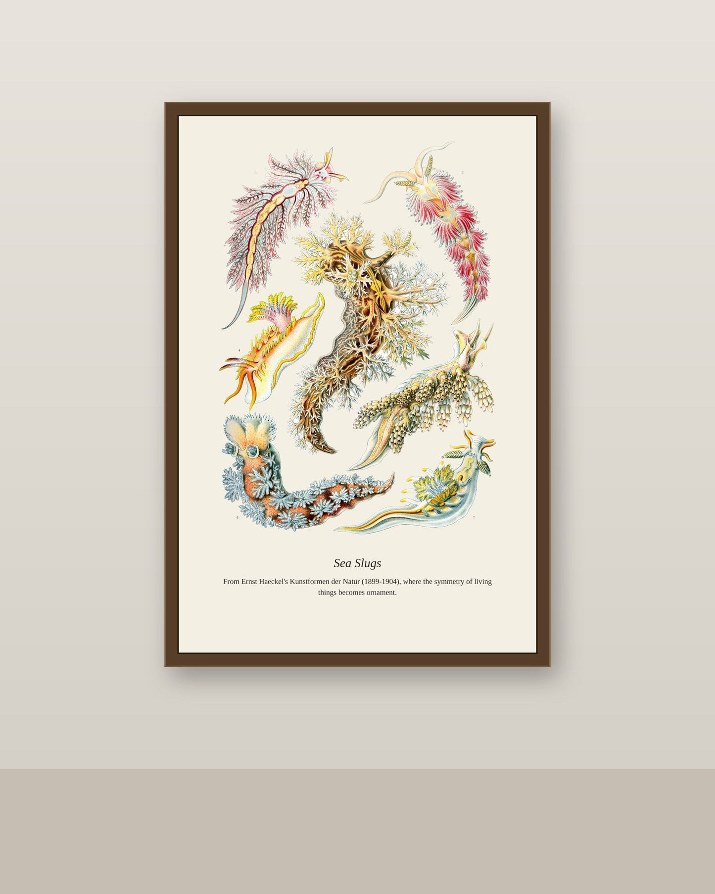 Sea Slugs antique natural history print shown framed on a wall in a styled room