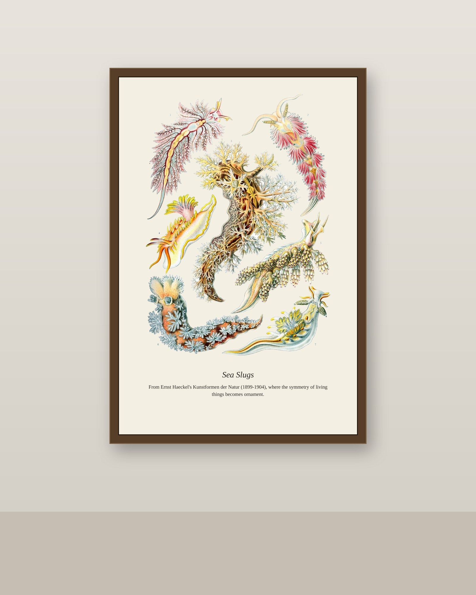 Sea Slugs antique natural history print shown framed on a wall in a styled room
