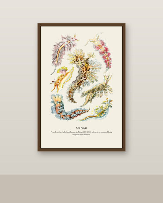 Sea Slugs antique natural history print shown framed on a wall in a styled room