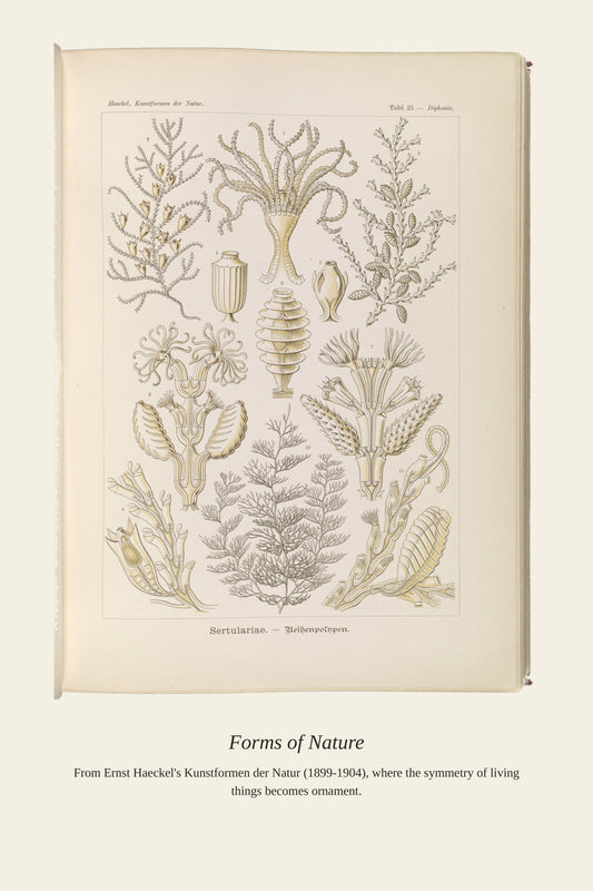 Sertulariae. Reihenpolnpen - Antique Art Print