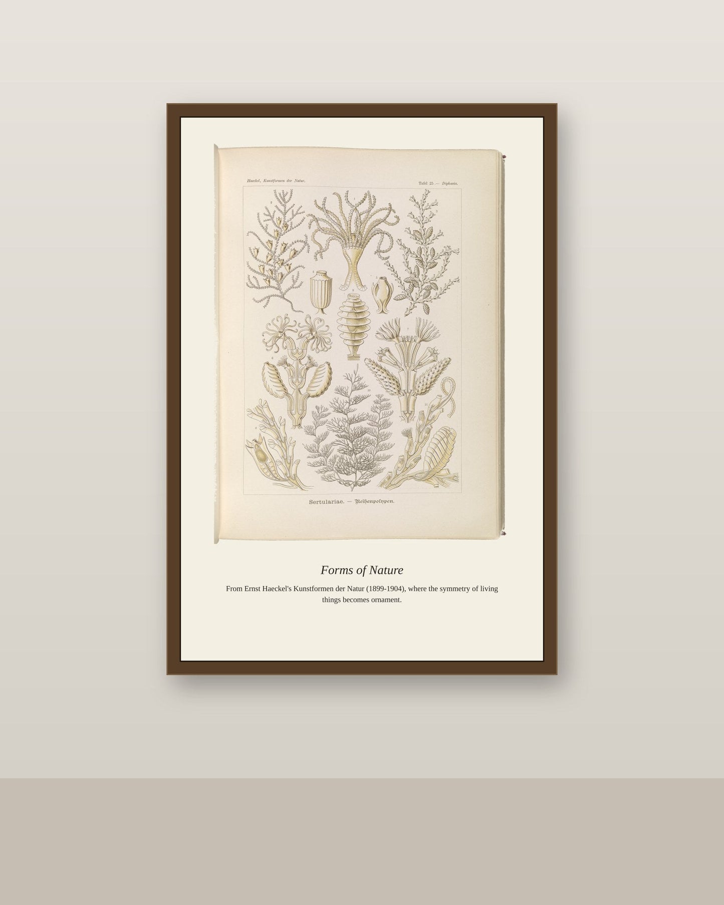 Sertulariae. Reihenpolnpen antique art print shown framed on a wall in a styled room