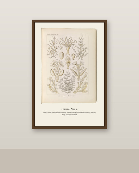 Sertulariae. Reihenpolnpen antique art print shown framed on a wall in a styled room