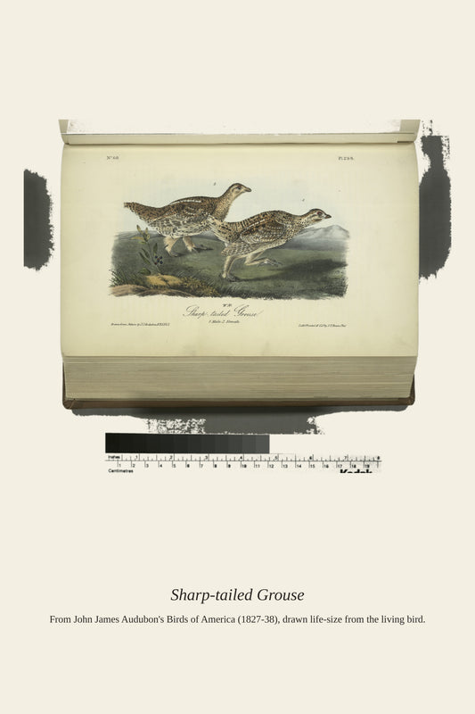 Sharp Tailed Grouse. I. Male. II. Female - Antique Bird Print