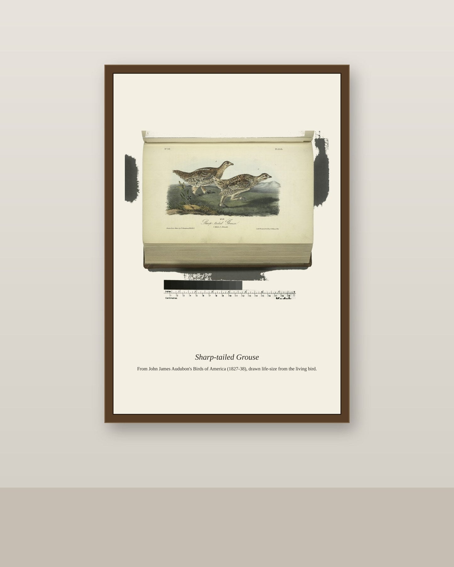 Sharp Tailed Grouse. I. Male. II. Female antique bird print shown framed on a wall in a styled room