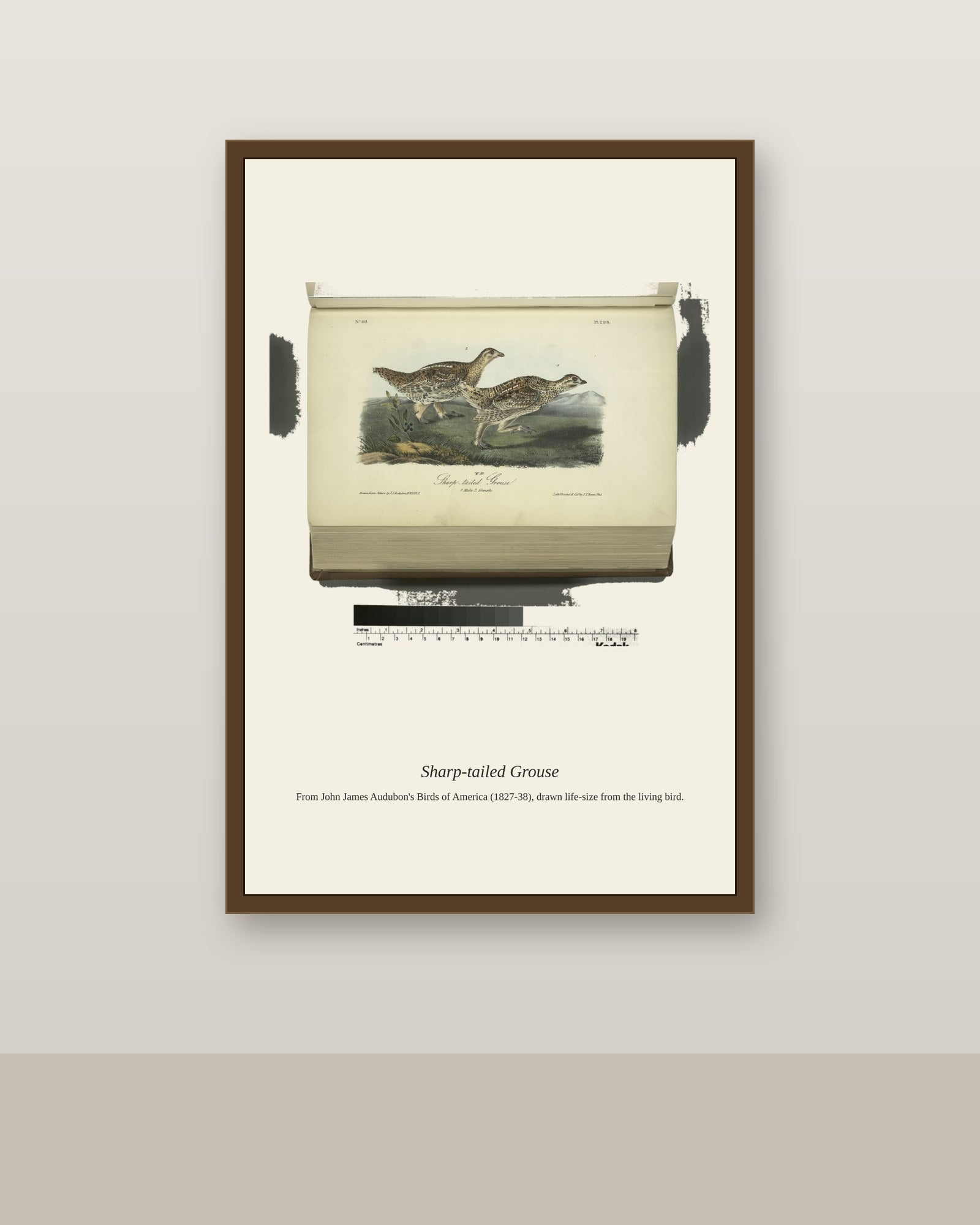 Sharp Tailed Grouse. I. Male. II. Female antique bird print shown framed on a wall in a styled room