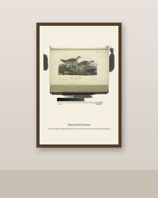 Sharp Tailed Grouse. I. Male. II. Female antique bird print shown framed on a wall in a styled room