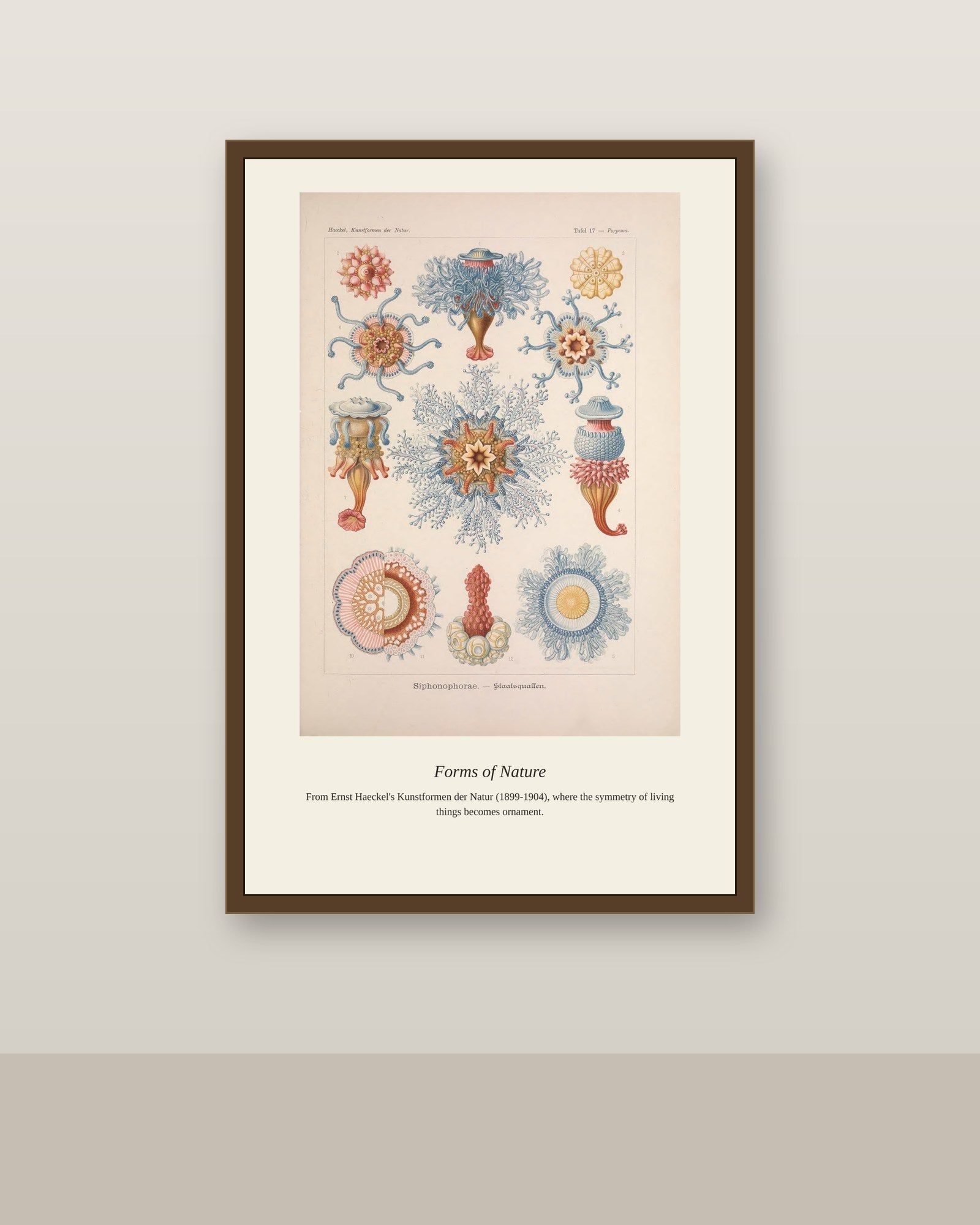 Siphonophores antique natural history print shown framed on a wall in a styled room