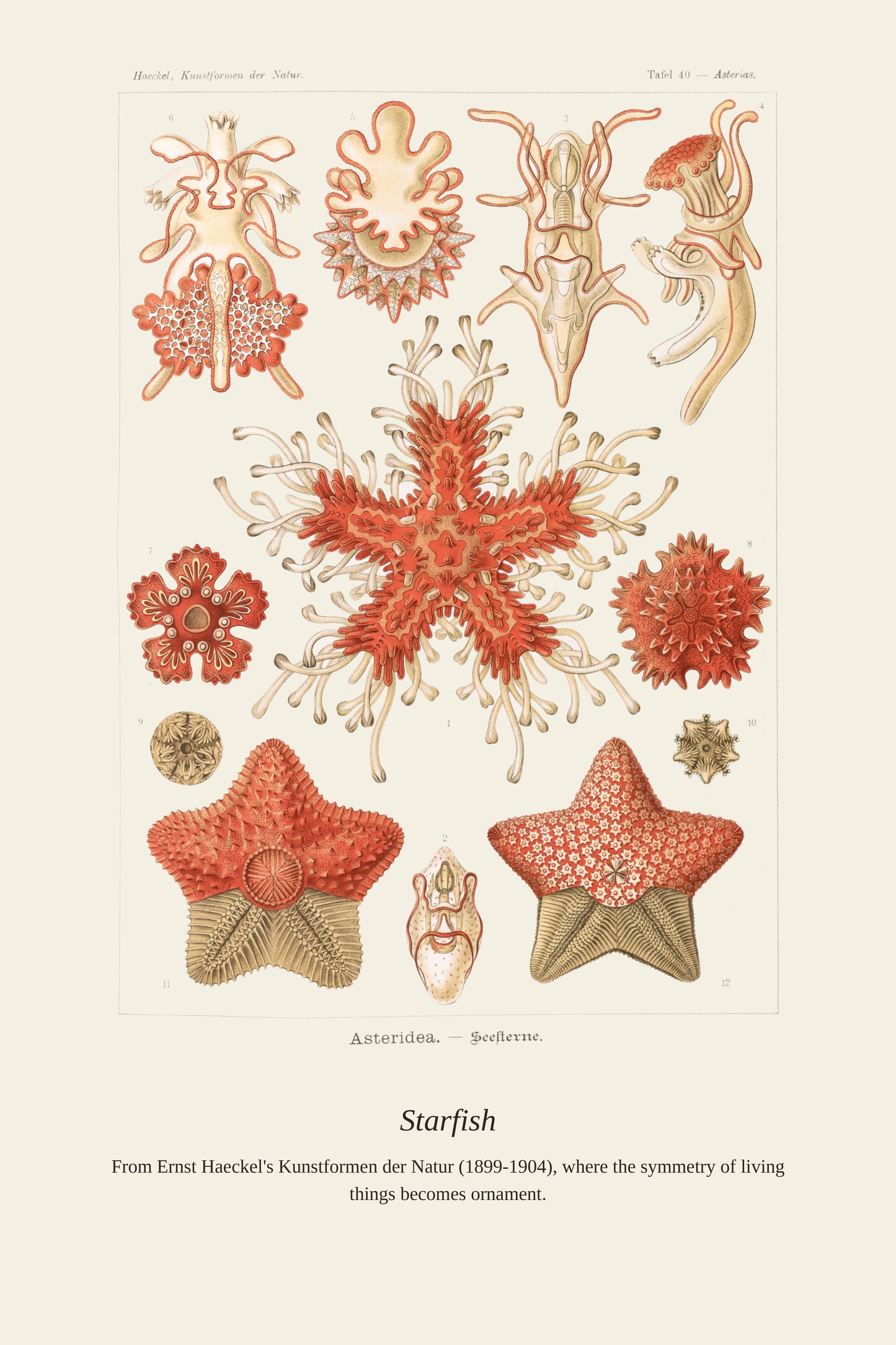 Starfish - Antique Natural History Print