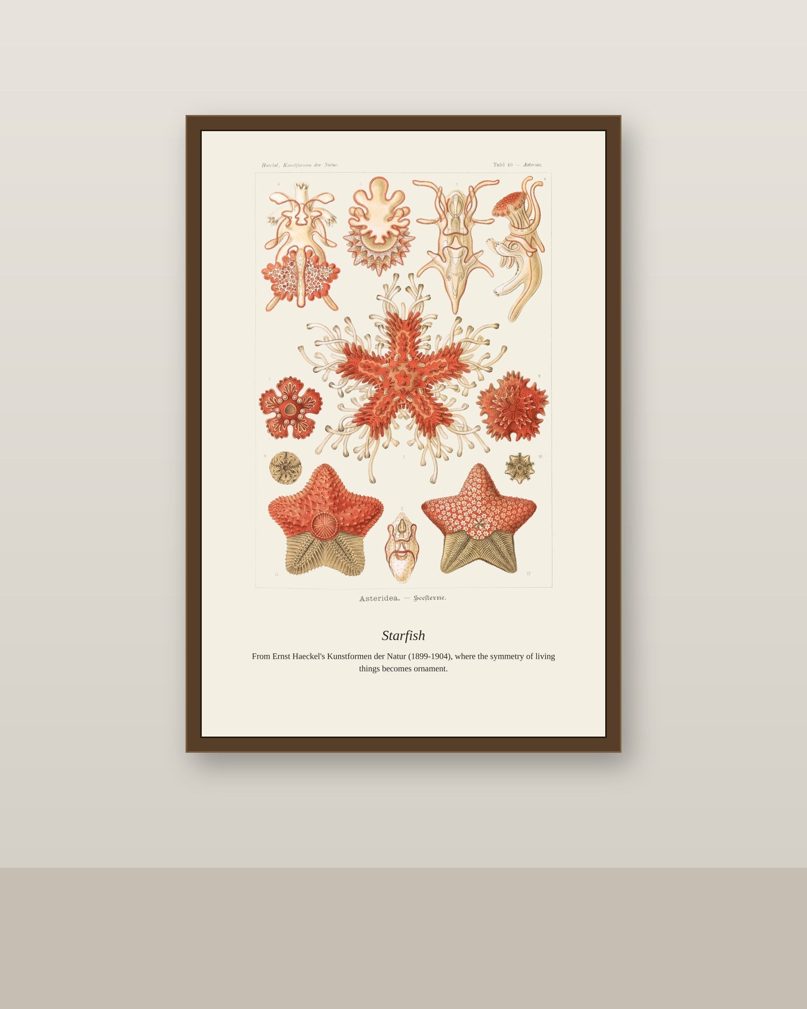 Starfish antique natural history print shown framed on a wall in a styled room