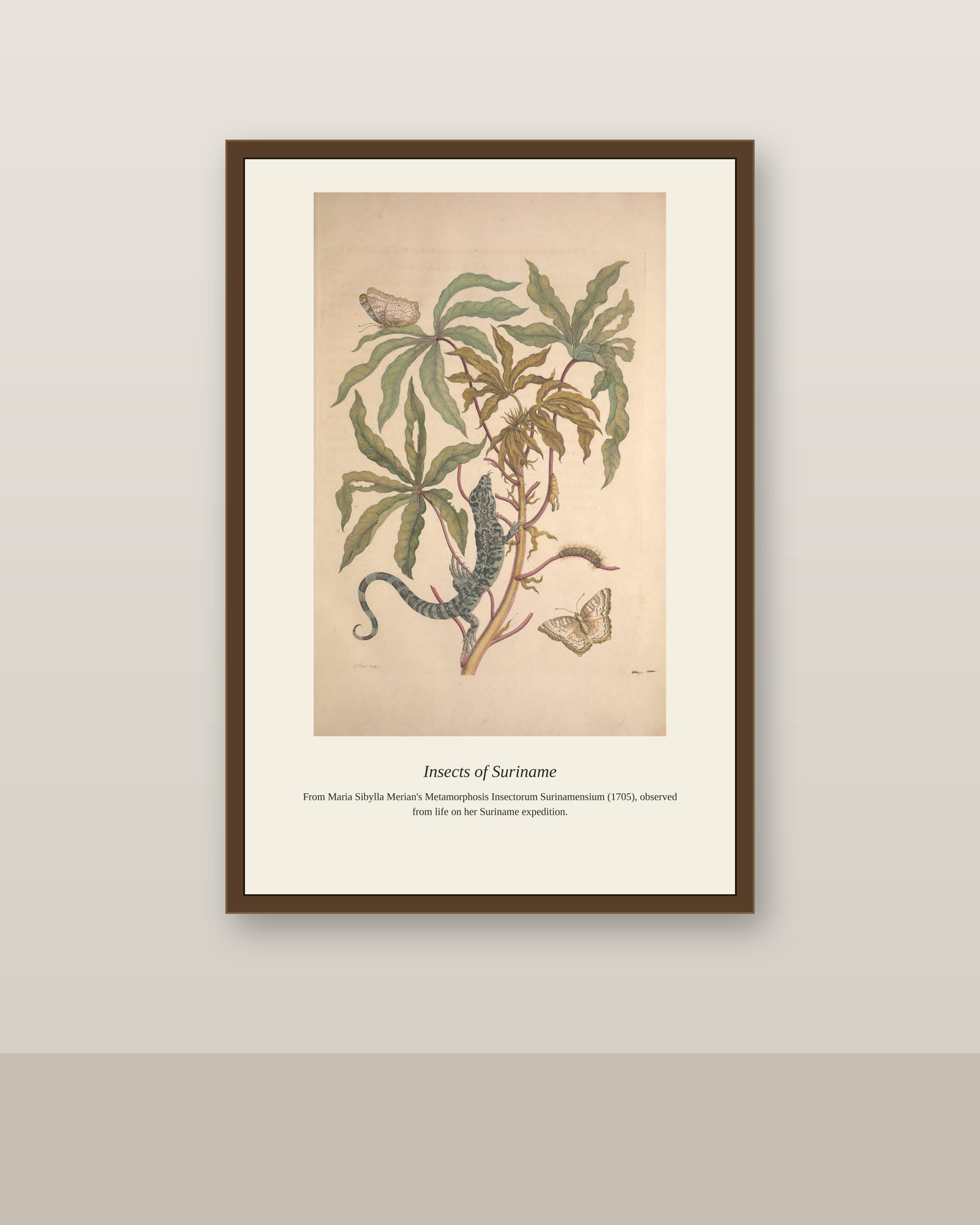 Surinam Insects and Plants (10) antique botanical print shown framed on a wall in a styled room